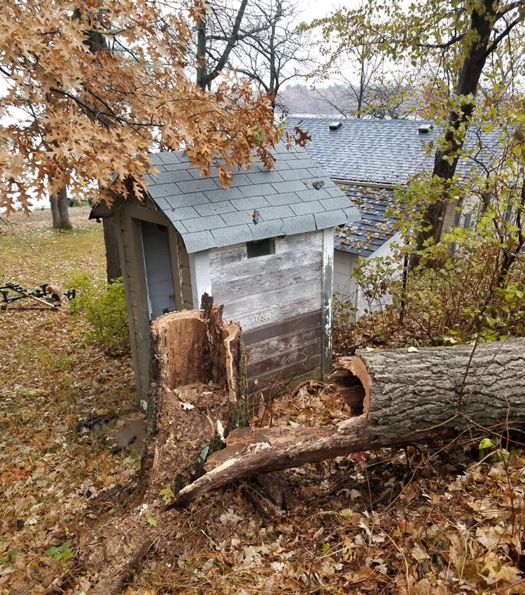 Remove Dead or Dying Trees