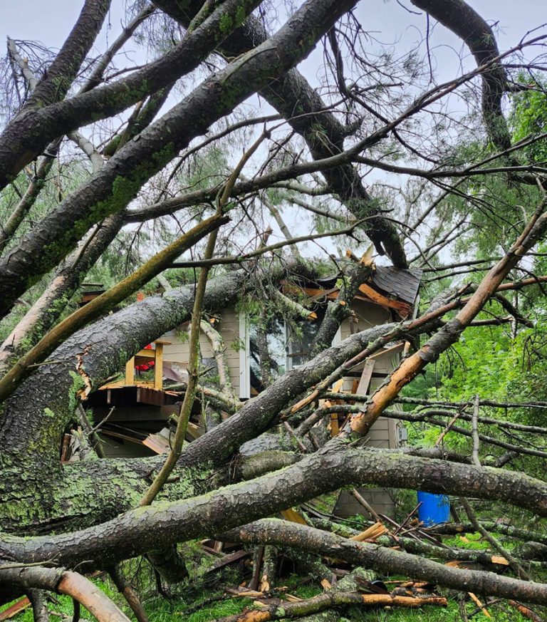 Storm Cleanup and Tree Removal Service | Pioneer Tree Service