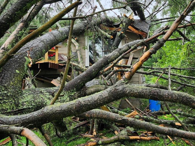 Storm Tree Cleanup