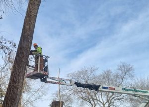 Tree Service Testimonials