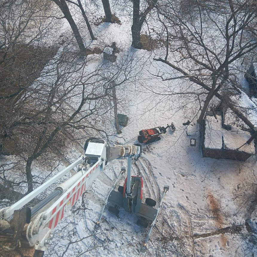 When Is It Safe to Trim Oak Trees?