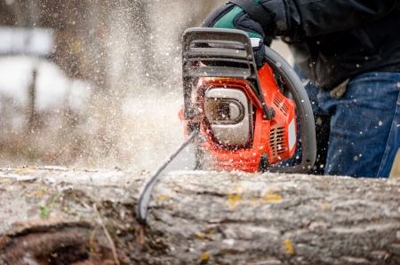 Winter Ash Tree Removal Andover
