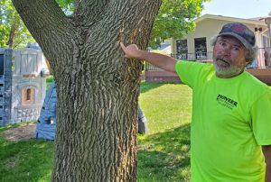 Ash Tree Removal – Anoka & Surrounding Area