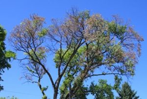 Protect Your Elm Trees from Dutch Elm Disease