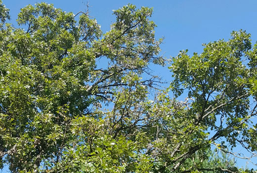 Early stages of oak wilt.