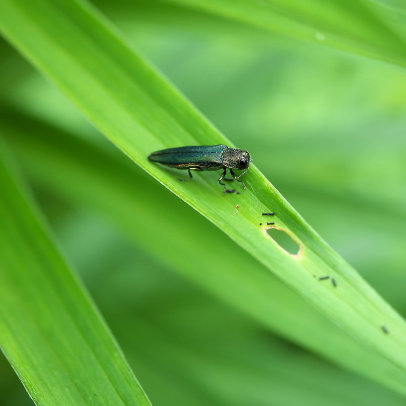 Emerald Ash Borer and Ash Trees