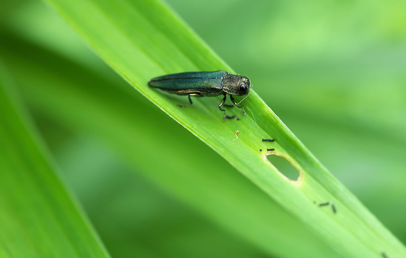 Emerald Ash Borer (EAB) Emerald Ash Borer (EAB)
