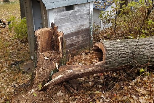 Hazardous Tree Removal