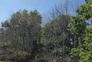Oak Wilt Suppression – Shut Down Oak Wilt