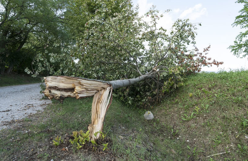 Storm Cleanup
