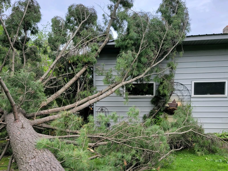 Storm Damage Tree Cleanup Cambridge MN