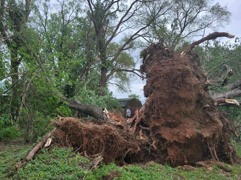 Storm Damage Tree Cleanup Princeton MN