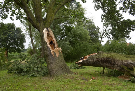 Summer Storm Cleanup Princeton MN
