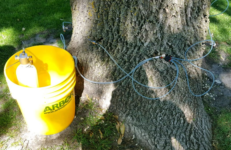 Tree Disease & Treatment - Anoka MN Tree Disease & Treatment - Anoka MN