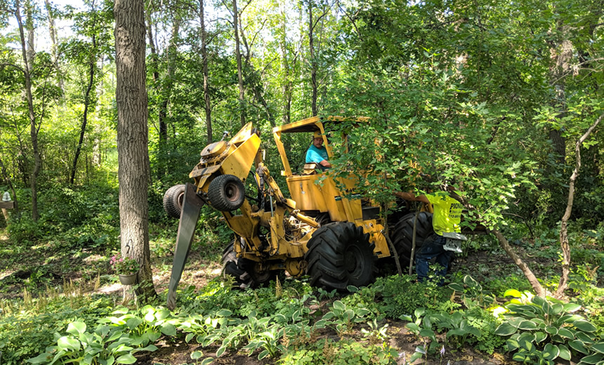 Oak Wilt treatment Anoka MN Oak Wilt treatment Anoka MN