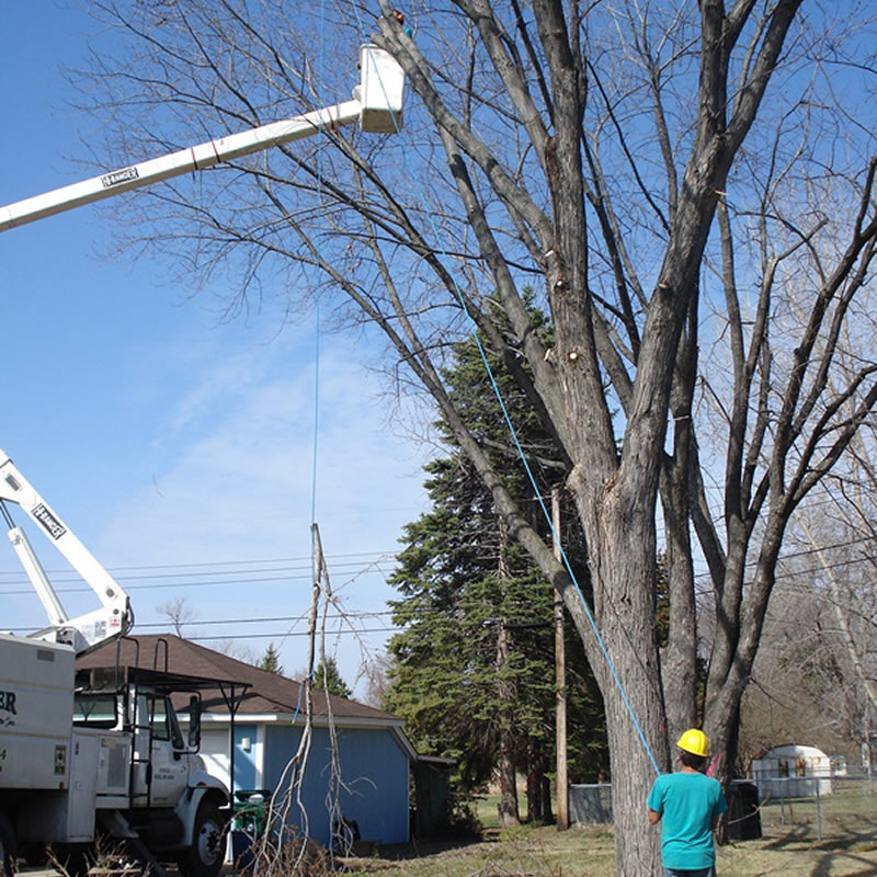 Tree Pruning in Winter Tree Pruning in Winter