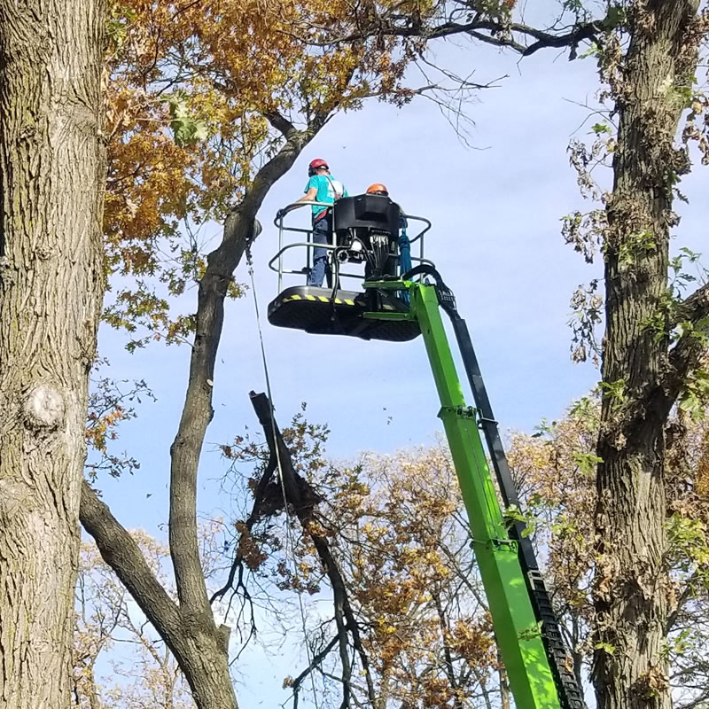 Tree Pruning in Winter Tree Pruning in Winter