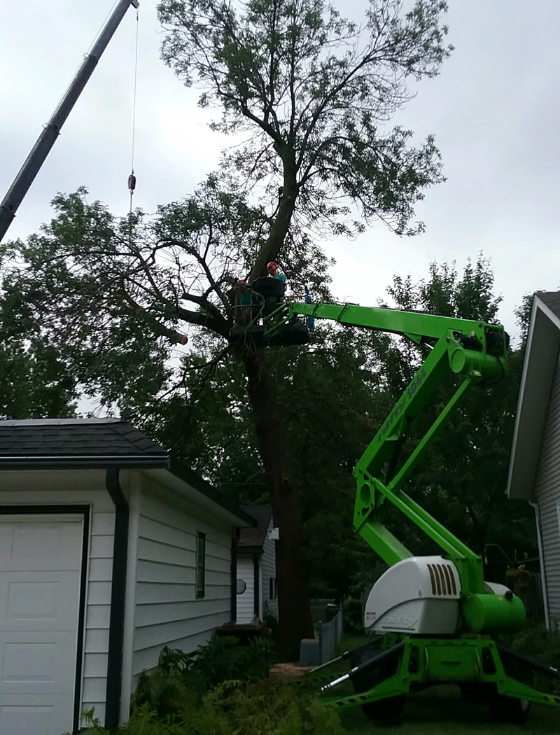 Tree Removal Ham Lake MN