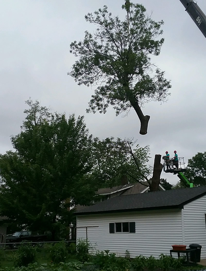 Tree Removal Ham Lake MN