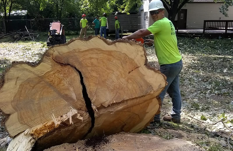Tree Removal Tree Removal