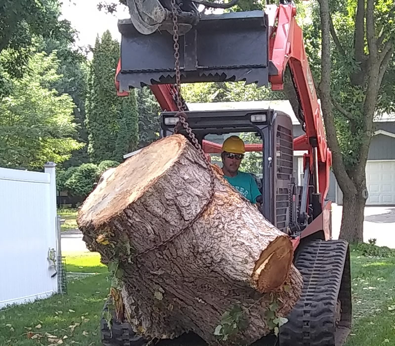 Tree Restoration Mora MN Tree Restoration Mora MN