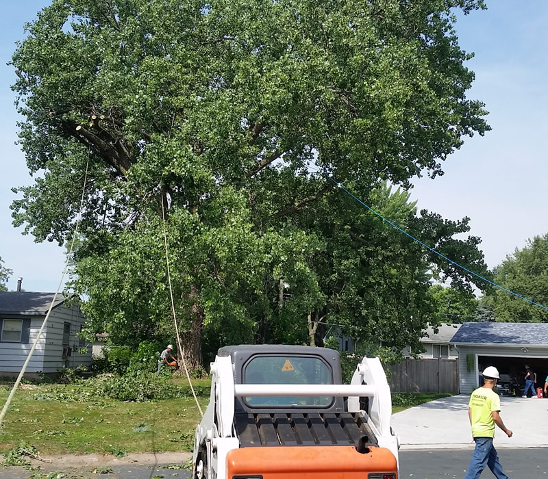 Tree Restoration Princeton MN Tree Restoration Princeton MN