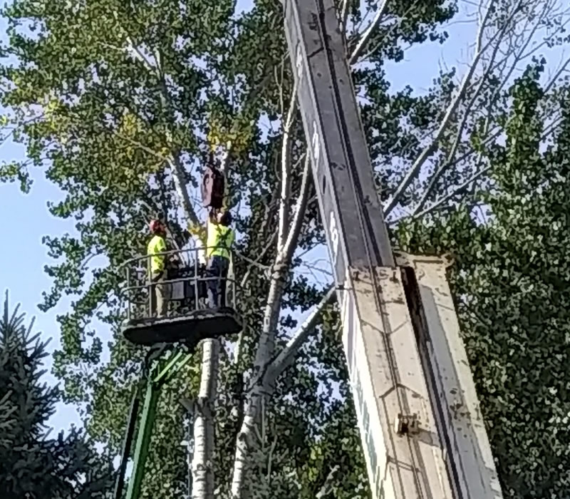 Tree Restoration Anoka MN Tree Restoration Anoka MN