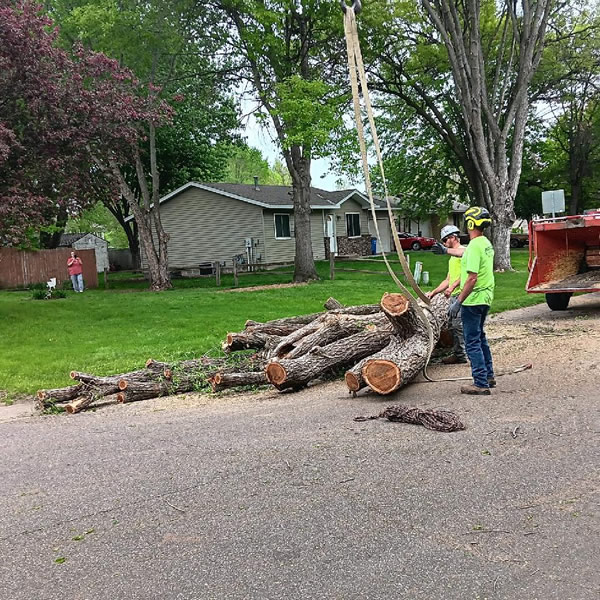 Tree Services Testimonials Cambridge MN
