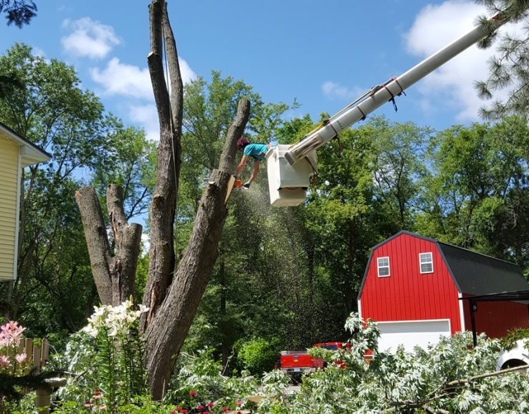 Tree Services Testimonials Cambridge MN