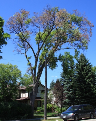 Tree with Dutch Elm Disease