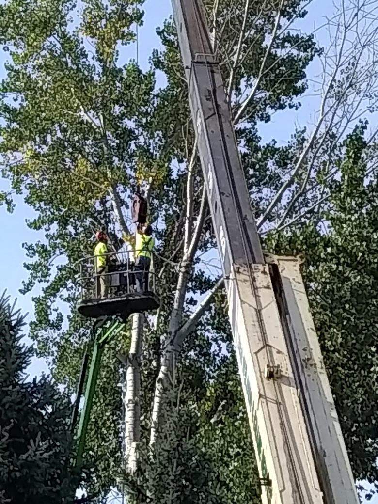 Dangerous Tree Removal Dangerous Tree Removal