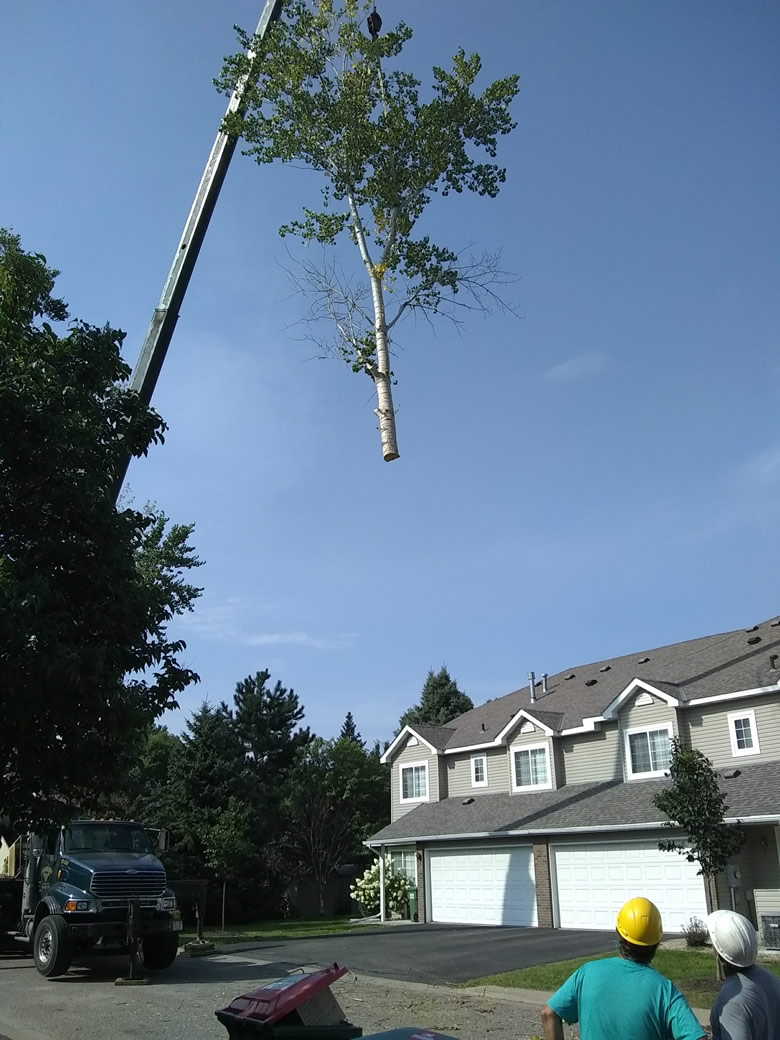 Dangerous Tree Removal Dangerous Tree Removal