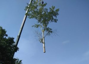 Dangerous Tree Removal
