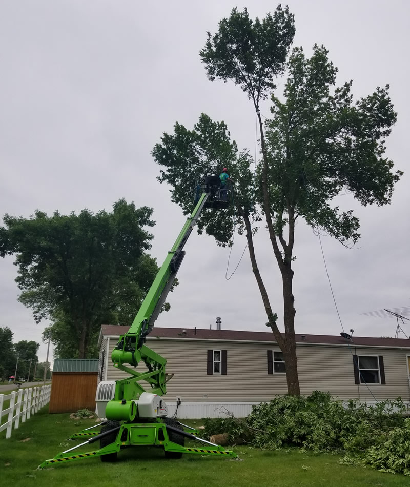 Hazardous Tree Removal