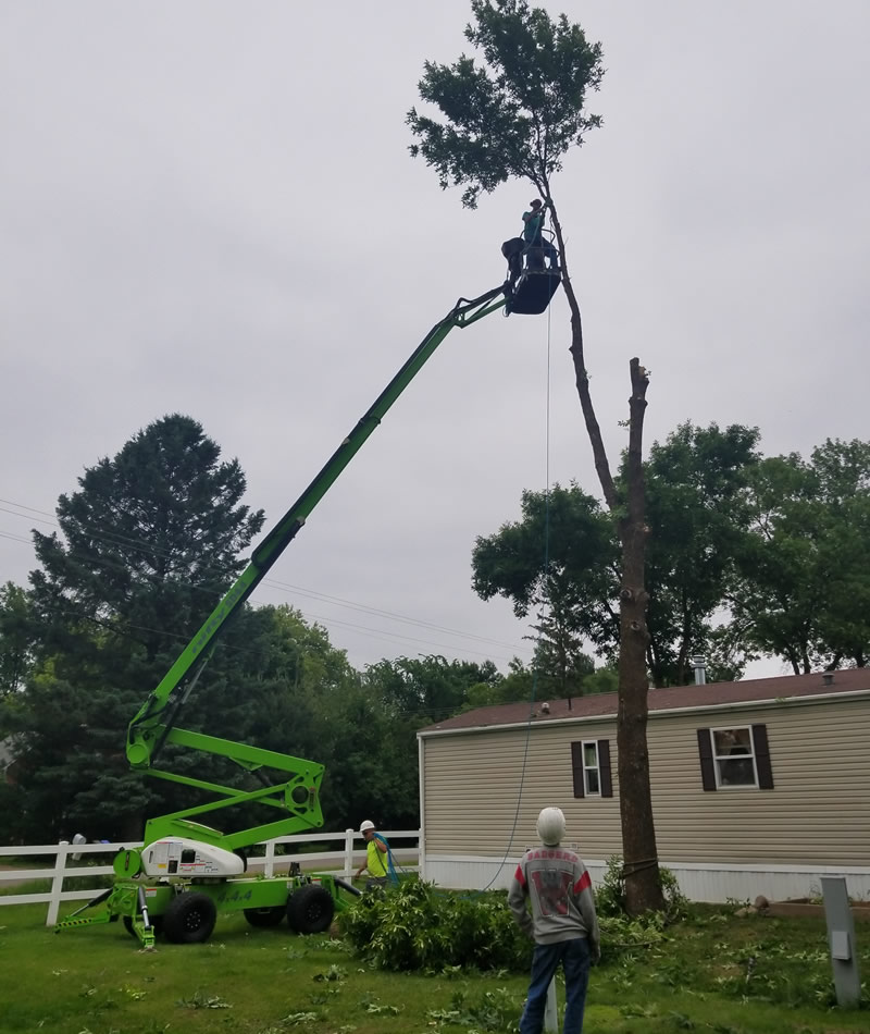 Hazardous Tree Removal