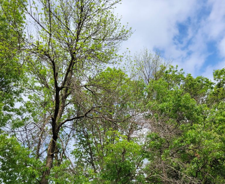 It Is Not Too Late To Remove Ash Trees