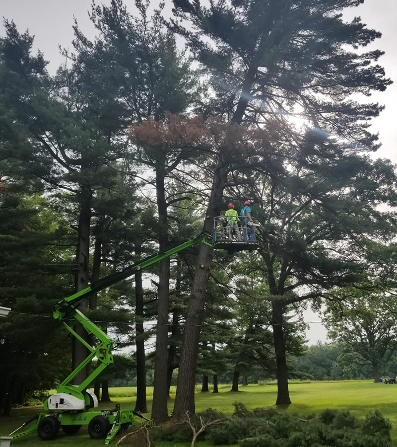 Protect Your Property from Dangerous Trees