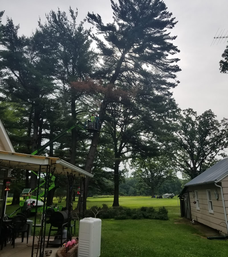 Protect Your Property from Dangerous Trees