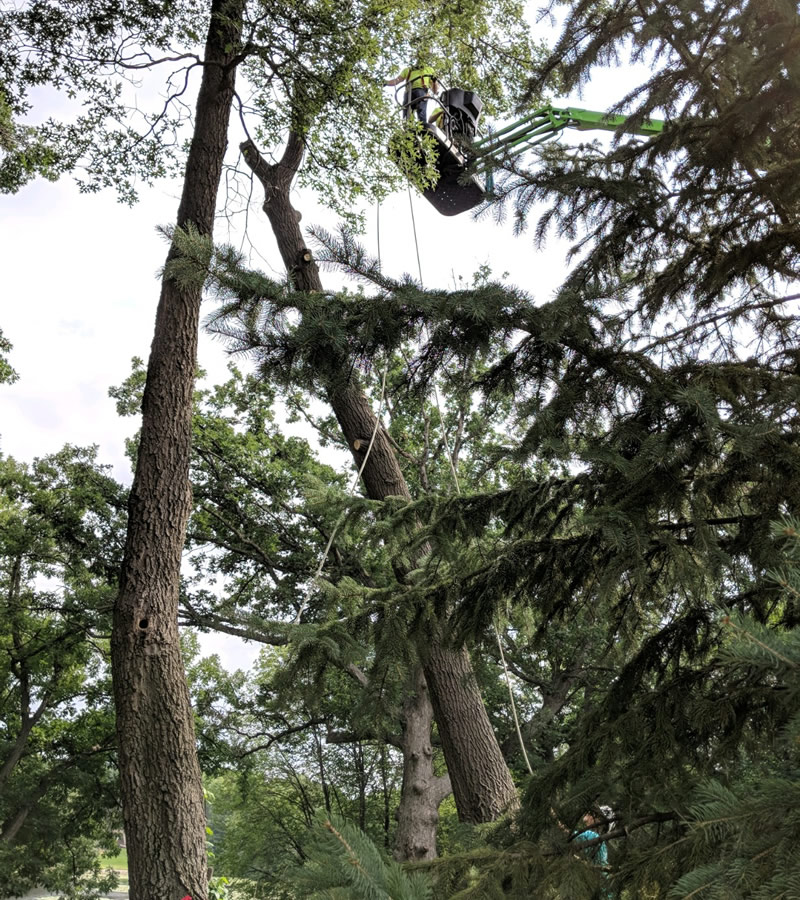Protect Your Property from Hazard Trees