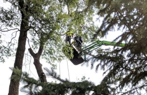 Protect Your Property from Dangerous Trees