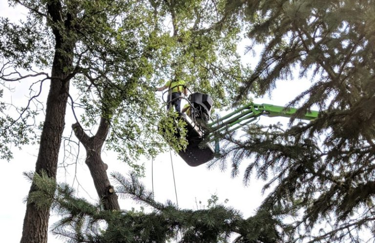 Protect Your Property from Hazard Trees