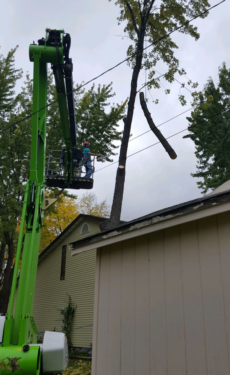 Remove Dangerous and Hazardous Trees