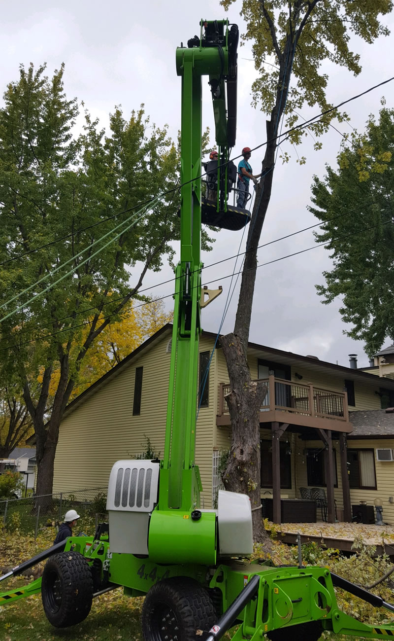 Remove Dangerous and Hazardous Trees