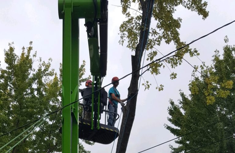 Remove Dangerous and Hazardous Trees