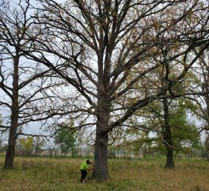 Tree Services in Andover, MN