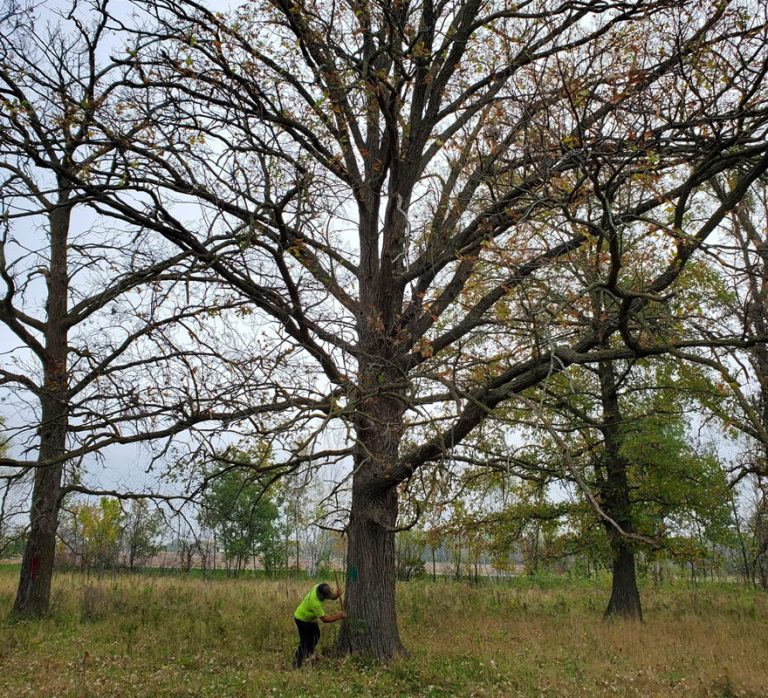 Tree Service Andover MN