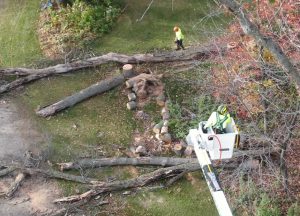 Clear Lake Tree Services