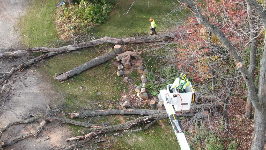 Large Tree Removal in Clear Lake, MN