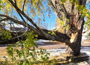 Ham Lake Tree Removal