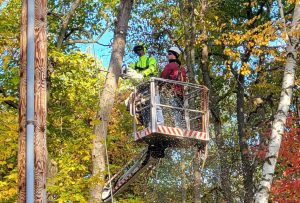 Tree Removal in Isanti, MN